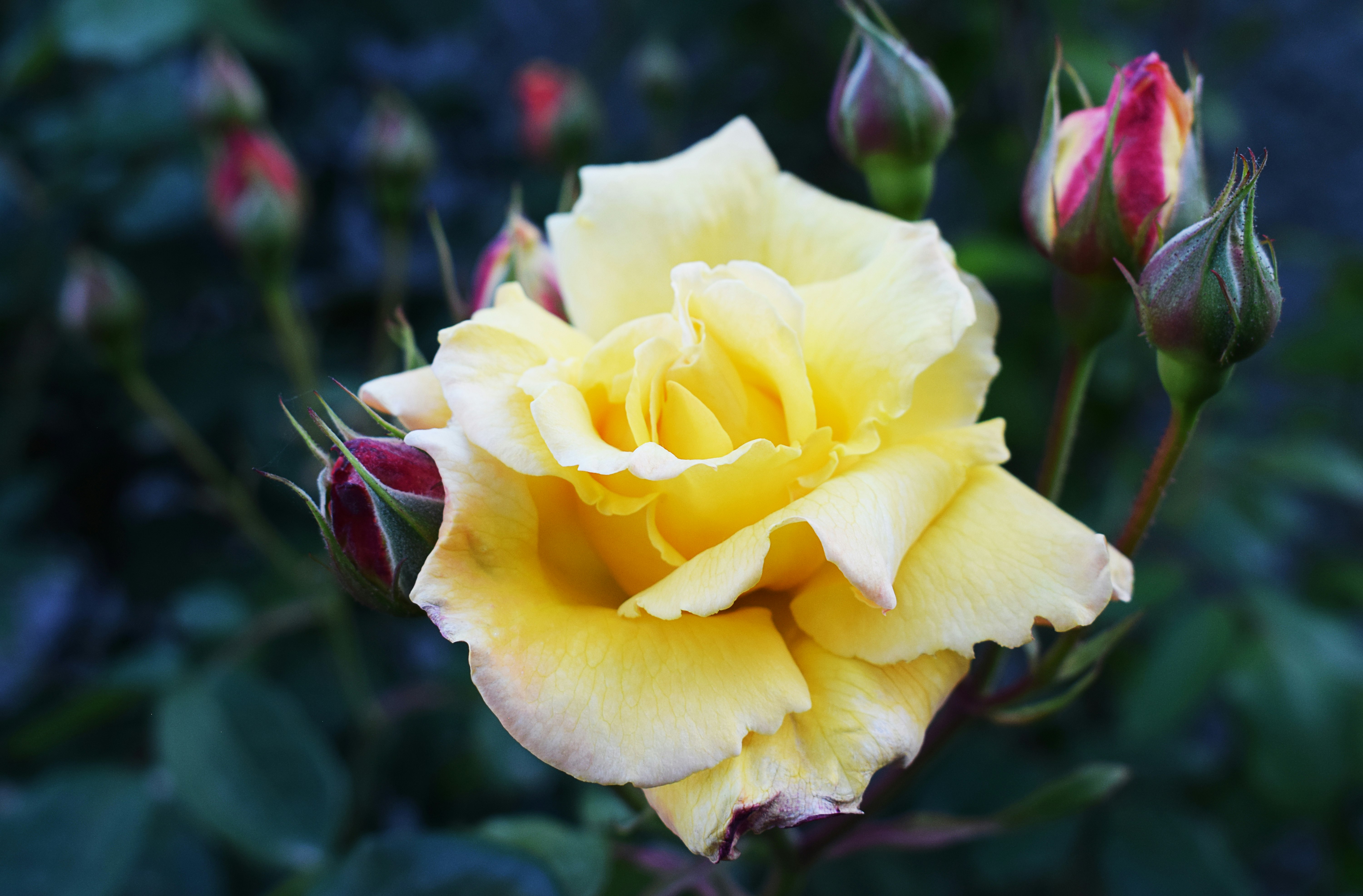 yellow rose in bloom during daytime